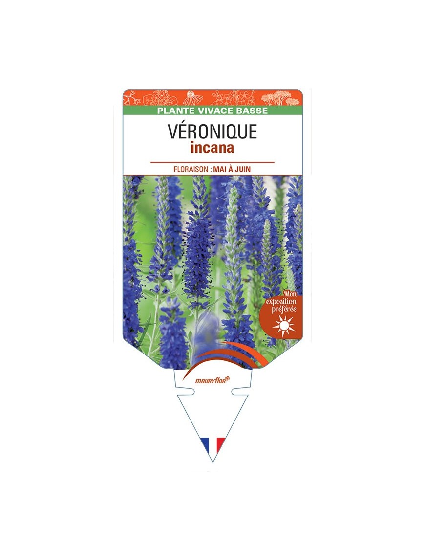 VERONICA INCANA voir Véronique