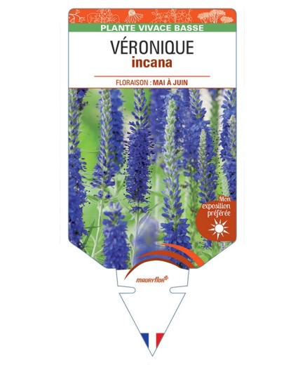 VERONICA INCANA voir Véronique