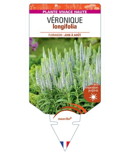 VERONICA LONGIFOLIA voir Véronique (blanc)