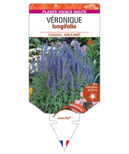 VERONICA LONGIFOLIA voir Véronique (bleu)