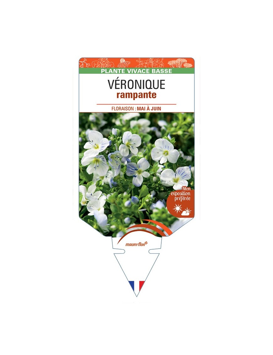 VERONICA repens voir Véronique rampante