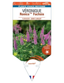 VERONICA RonicaTM Fuchsia voir Véronique