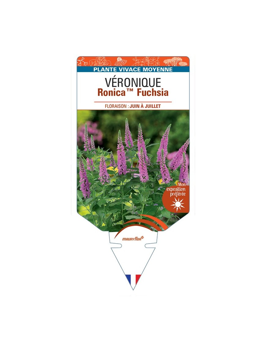 VERONICA RonicaTM Fuchsia voir Véronique