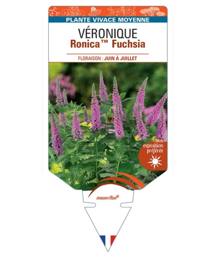 VERONICA RonicaTM Fuchsia voir Véronique