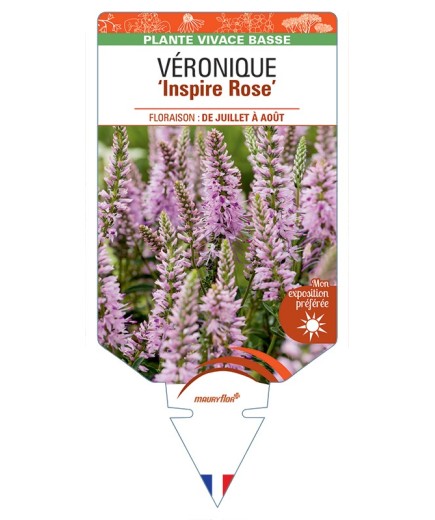 VERONICA spicata Inspire (rose) voir Véronique