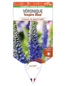 VERONICA spicata Inspire Blue voir Véronique