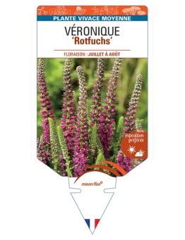 VERONICA spicata Rotfuchs voir Véronique