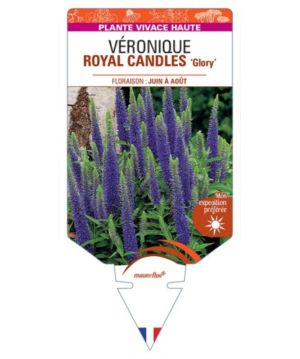 VERONICA spicata ROYAL CANDLES Glory voir Véronique