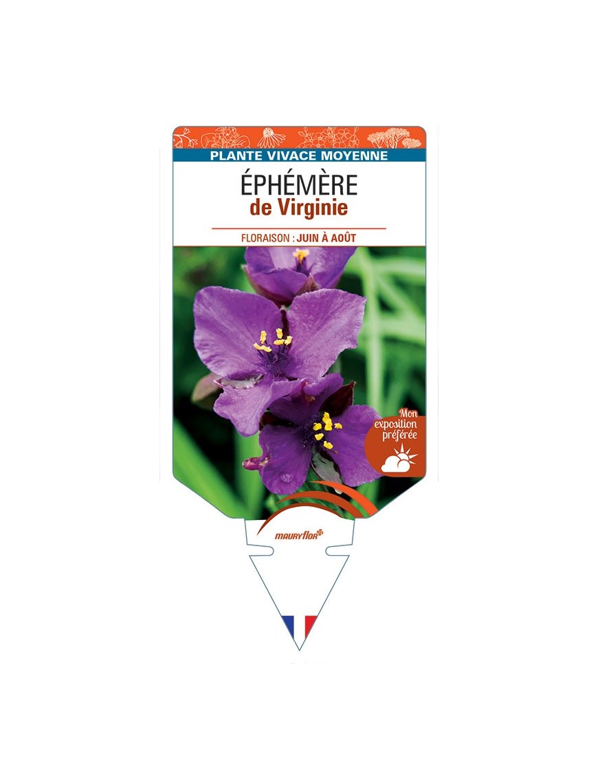 TRADESCANTIA (violet) voir ÉPHÉMÈRE de Virginie *