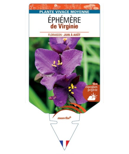 TRADESCANTIA (violet) voir ÉPHÉMÈRE de Virginie *