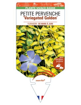 VINCA minor Variegated Golden voir Véronique