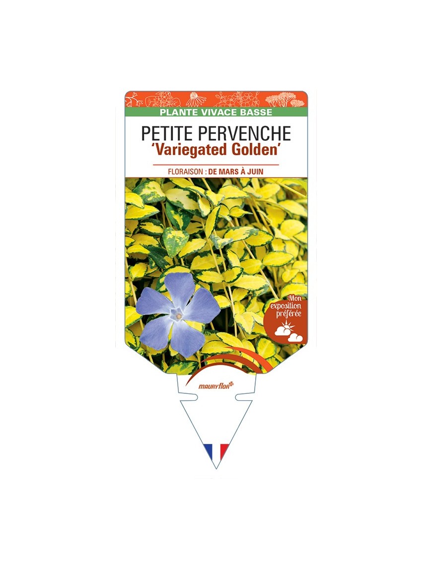 VINCA minor Variegated Golden voir Véronique