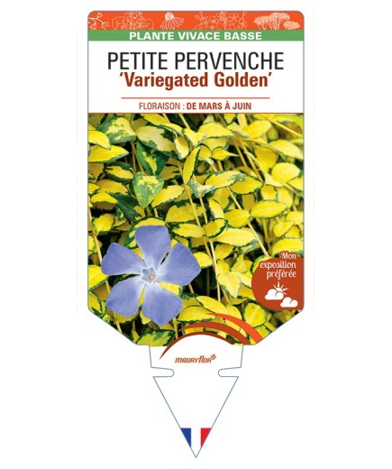 VINCA minor Variegated Golden voir Véronique