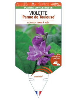 VIOLA alba dehnhardtii Parme de Toulouse voir Violette