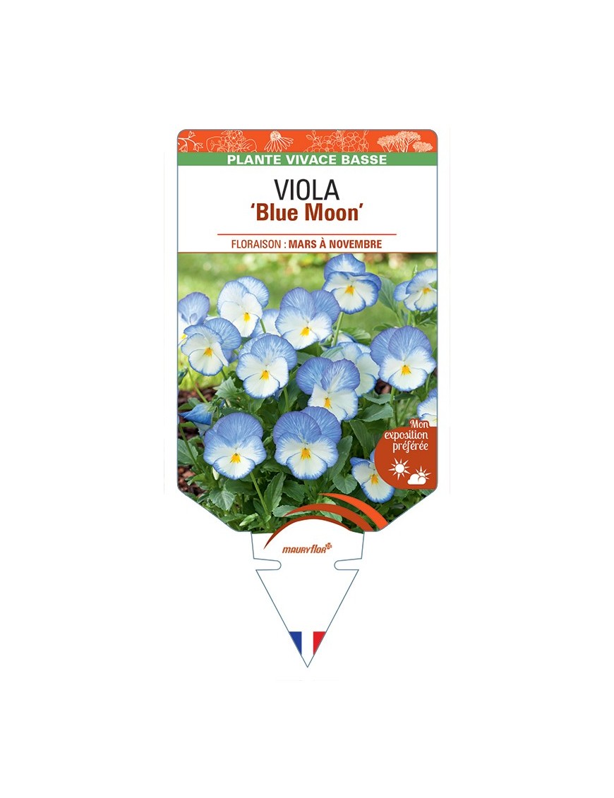 VIOLA Blue Moon