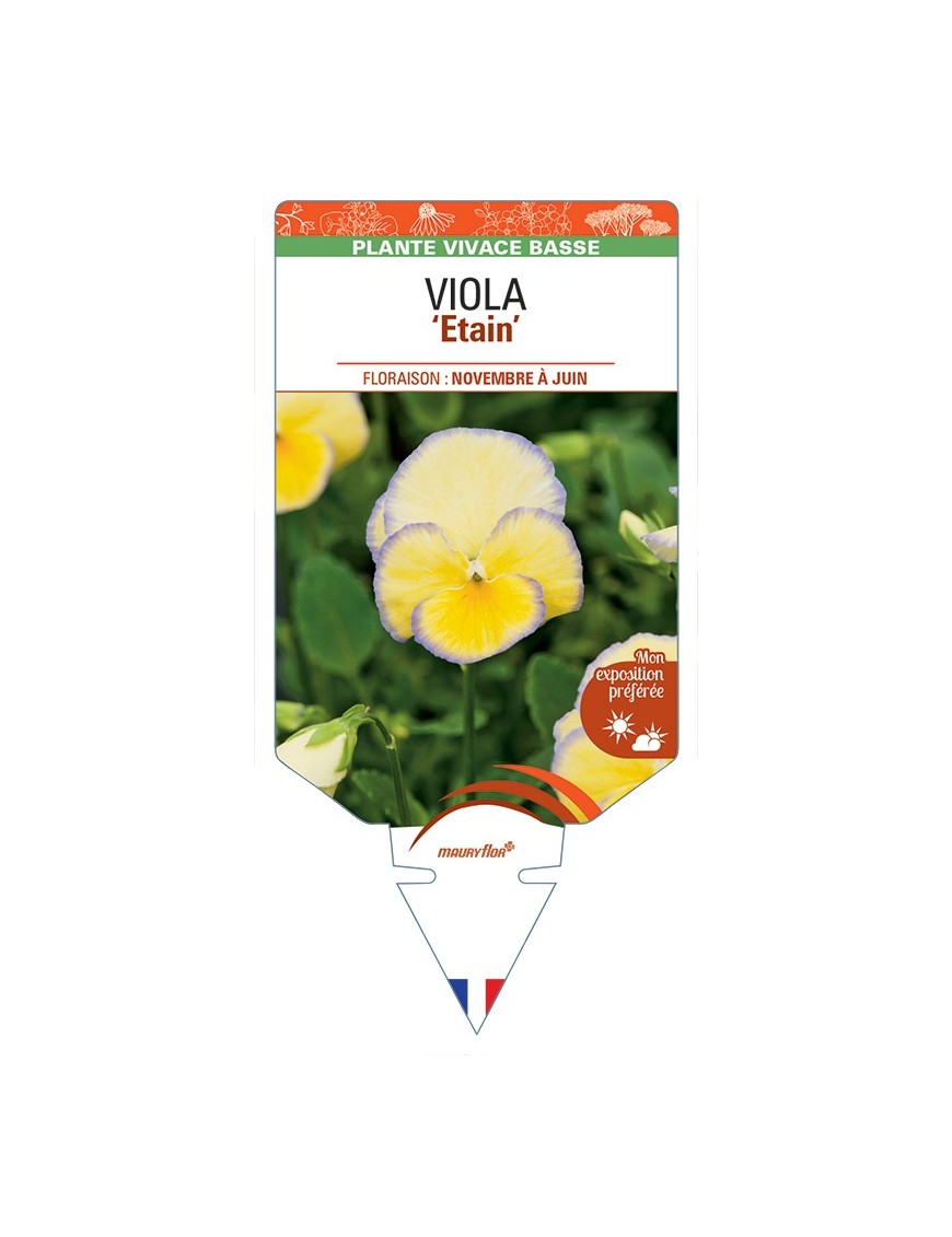 VIOLA Etain
