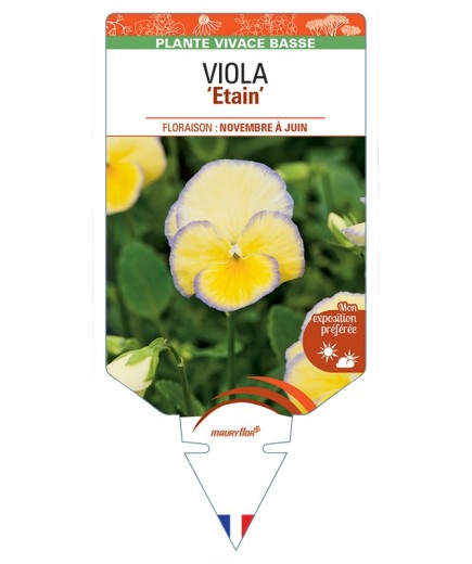 VIOLA Etain