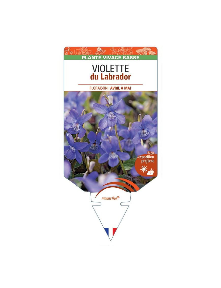 VIOLA labradorica voir Violette du Labrador