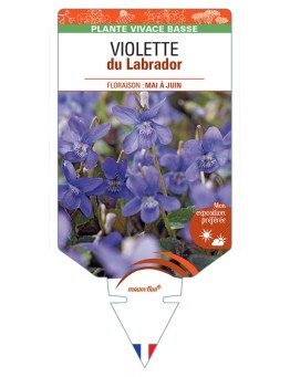 VIOLA LABRADORICA voir Violette du Labrador (bleu)