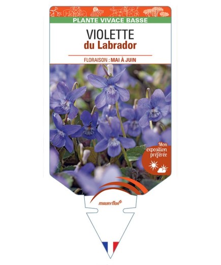 VIOLA LABRADORICA voir Violette du Labrador (bleu)