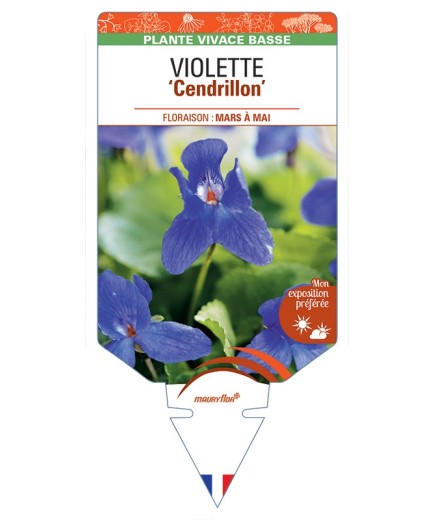 VIOLA odorata Cendrillon voir Violette