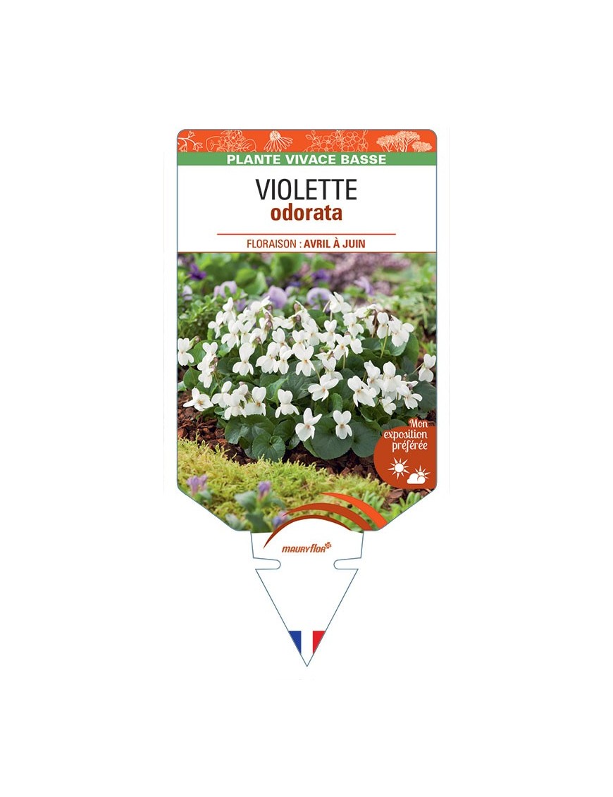 VIOLA ODORATA voir Violette (blanc)