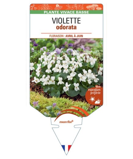 VIOLA ODORATA voir Violette (blanc)