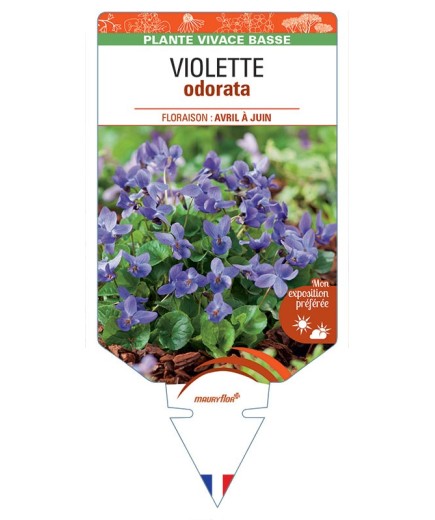 VIOLA ODORATA voir Violette (bleu)
