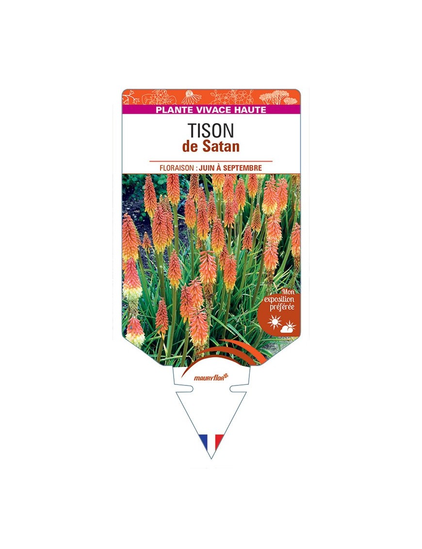 TRITOMA uvaria voir Tison de Satan