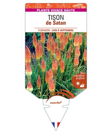 TRITOMA uvaria voir Tison de Satan