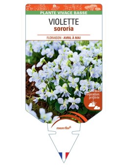 VIOLA SORORIA voir Violette (moucheté)