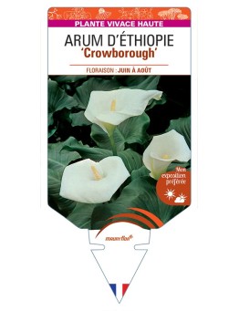ZANTEDESCHIA aethiopica Crowborough voir Arum d'Ethiopie