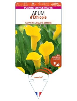 ZANTEDESCHIA AETHIOPICA voir Arum d'Ethiopie (jaune)