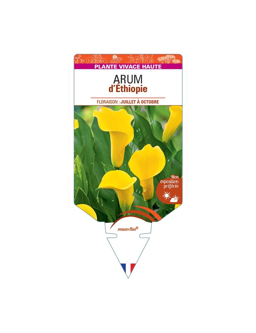 ZANTEDESCHIA AETHIOPICA voir Arum d'Ethiopie (jaune)