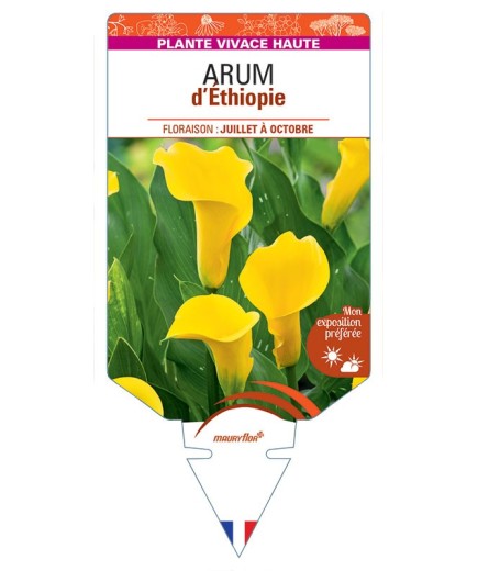 ZANTEDESCHIA AETHIOPICA voir Arum d'Ethiopie (jaune)