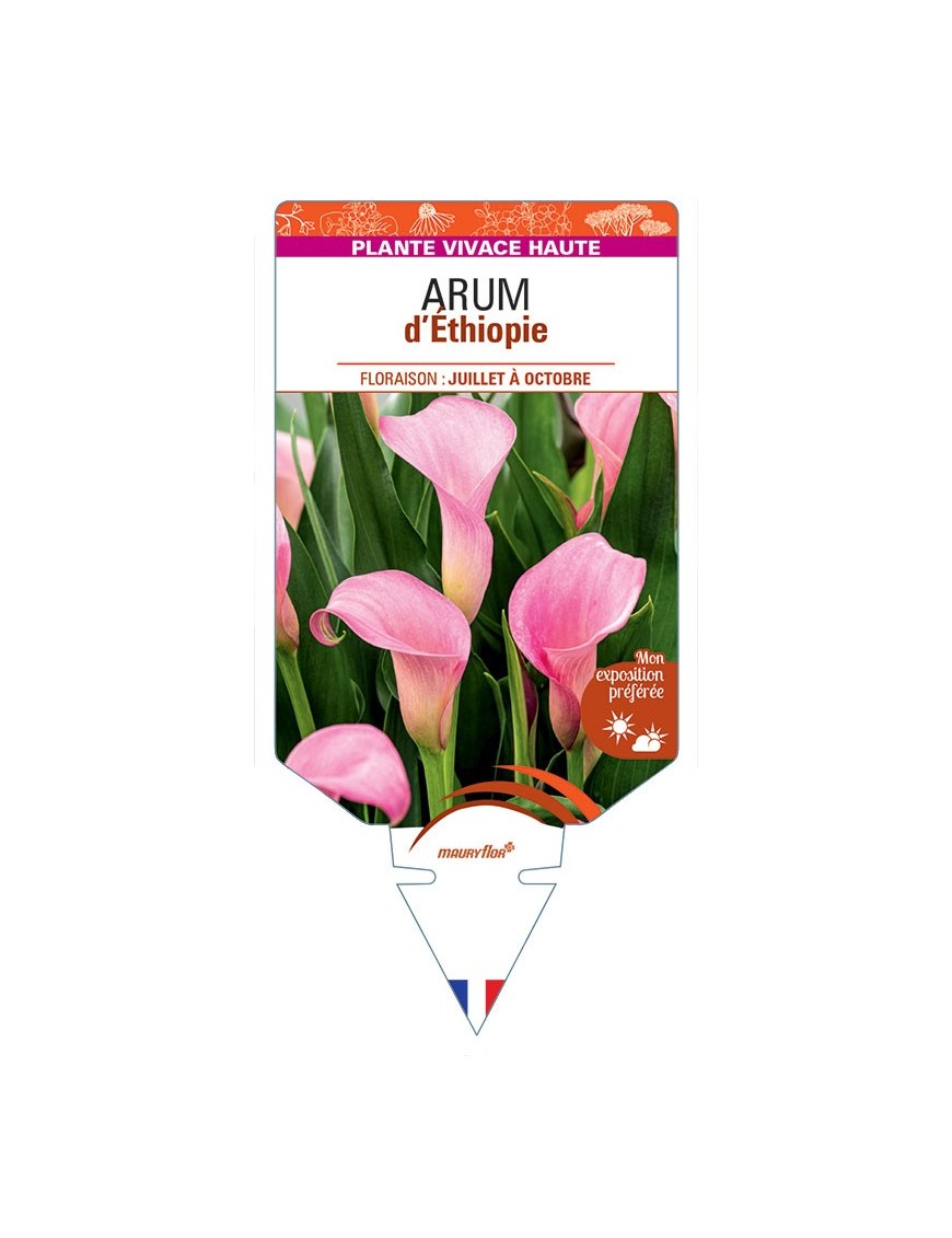 ZANTEDESCHIA AETHIOPICA voir Arum d'Ethiopie (rose)