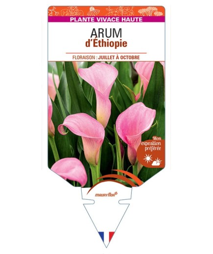 ZANTEDESCHIA AETHIOPICA voir Arum d'Ethiopie (rose)