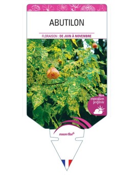 ABUTILON