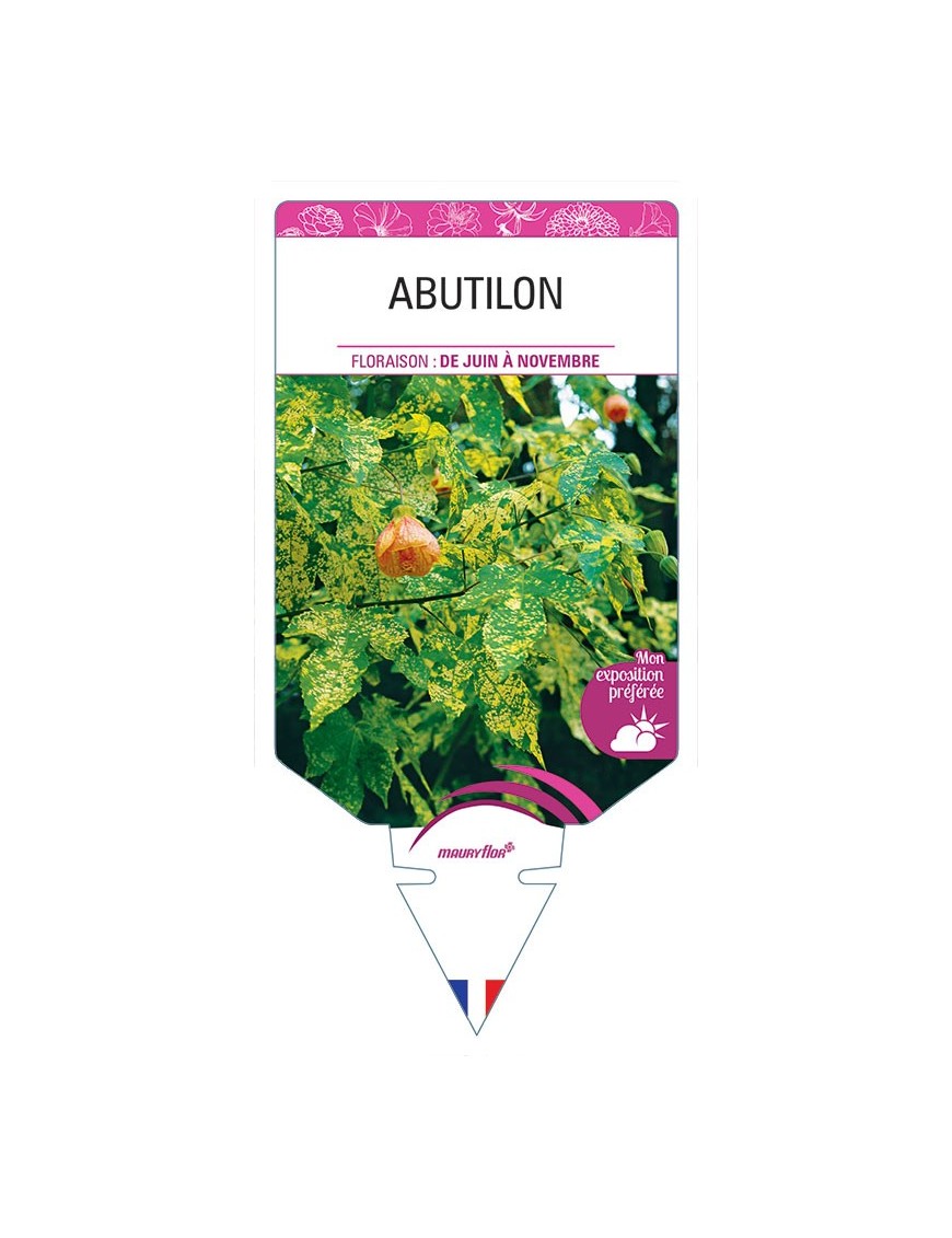 ABUTILON