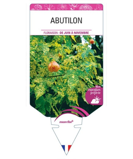 ABUTILON