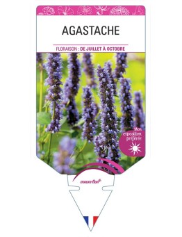 AGASTACHE