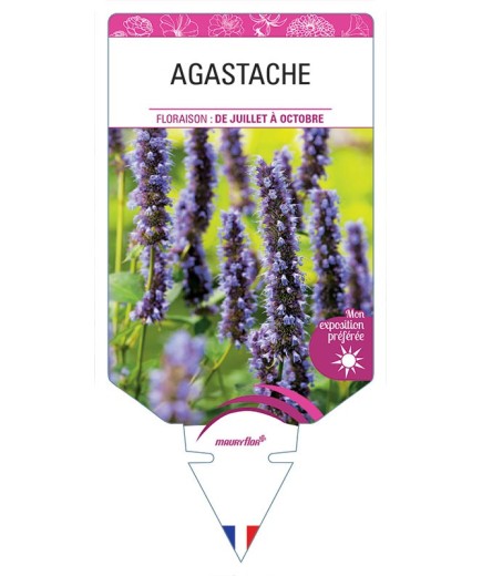 AGASTACHE