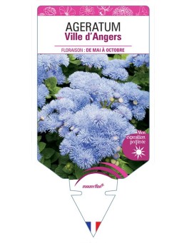 AGERATUM VILLE D'ANGERS