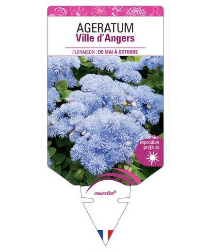 AGERATUM VILLE D'ANGERS