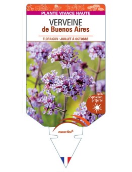 VERBENA bonariensis voir VERVEINE de Buenos Aires