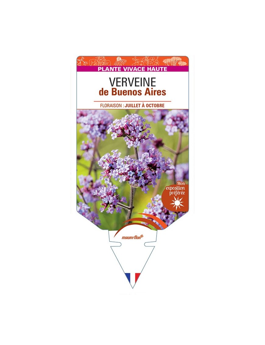 VERBENA bonariensis voir VERVEINE de Buenos Aires