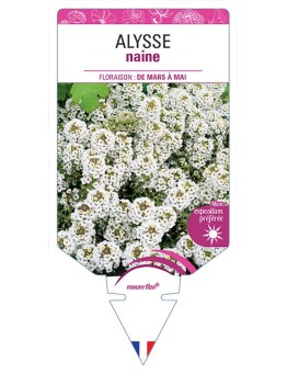 ALYSSE NAINE