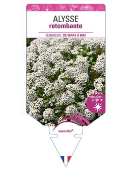 ALYSSE RETOMBANTE (VARIÉ)