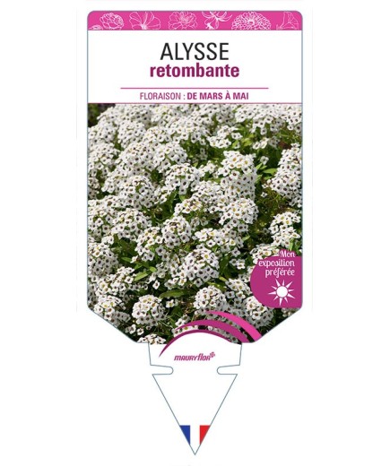 ALYSSE RETOMBANTE (VARIÉ)