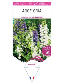 ANGELONIA
